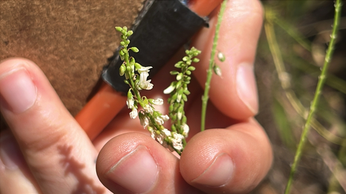White Sweetclover