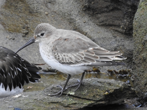 Dunlin