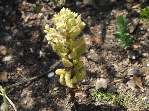 Sedum pubescens