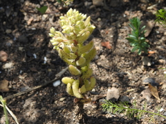 Sedum pubescens