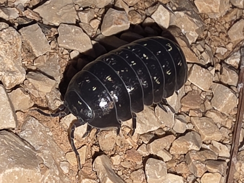 Common Pill Woodlouse