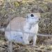 Round-tailed Ground Squirrel - Photo (c) CK Kelly, some rights reserved (CC BY), uploaded by CK Kelly