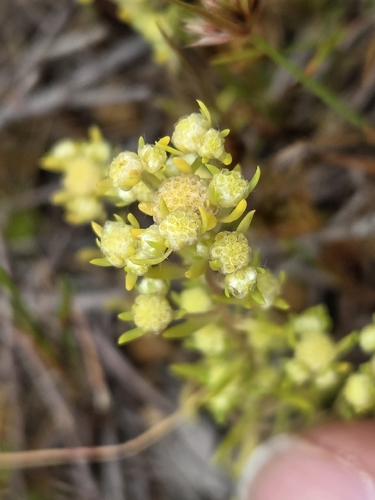 small wrinklewort