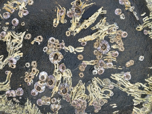 Amphibalanus amphitrite observed 2026-09-26