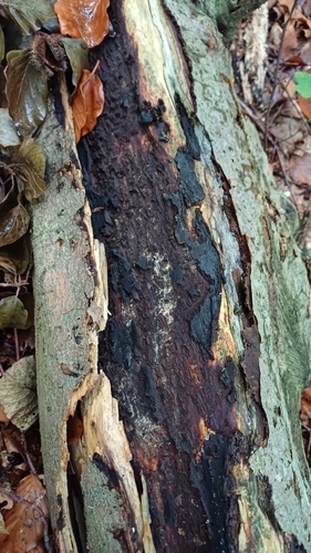 chaga