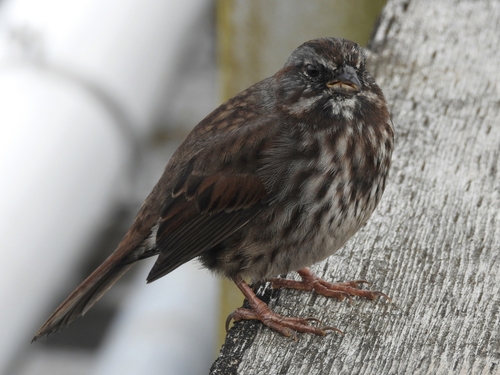 Song Sparrow