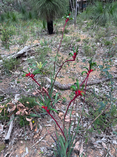 Red and Green Kangaroo Paw