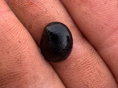 Nerita picea observed 2026-09-25