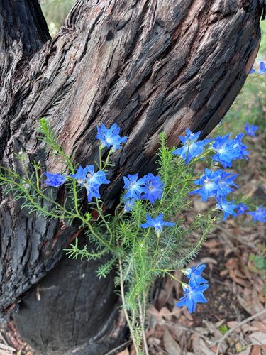 Blue Leschenaultia