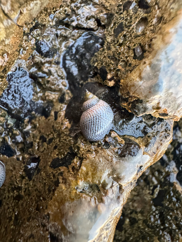 Littorina pintado observed 2026-09-25