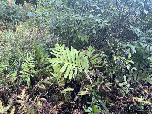 sensitive fern