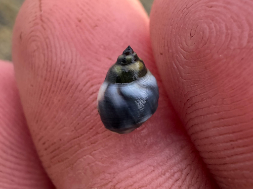 Echinolittorina hawaiiensis observed 2026-09-25