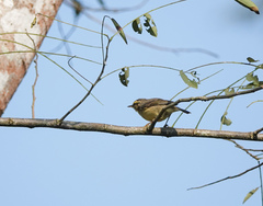Phylloscopus affinis