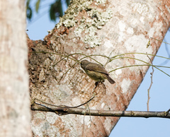 Phylloscopus affinis
