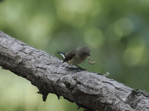 Taiga Flycatcher