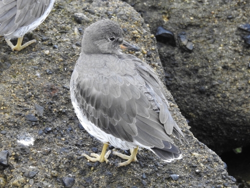 Surfbird