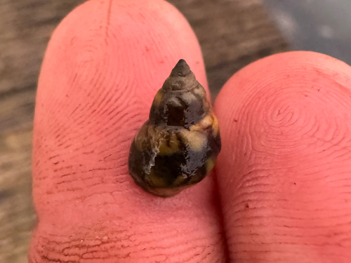 Echinolittorina hawaiiensis observed 2026-09-25