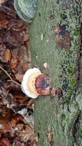 Red-banded Polypore