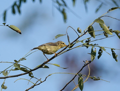 Phylloscopus affinis