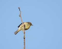 Phylloscopus affinis