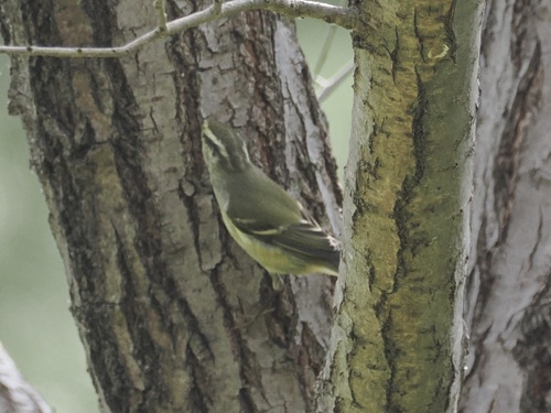 Yellow-browed Warbler