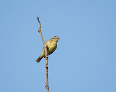 Phylloscopus affinis