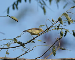 Phylloscopus affinis