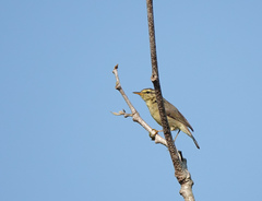 Phylloscopus affinis