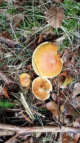 Common Rustgill