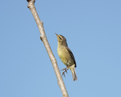 Phylloscopus affinis