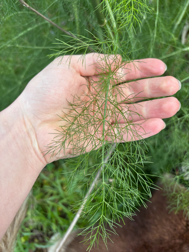 fennel