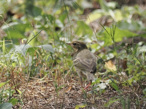 Olive-backed Pipit