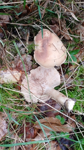 Hertzogia martiorum