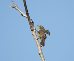 Phylloscopus affinis