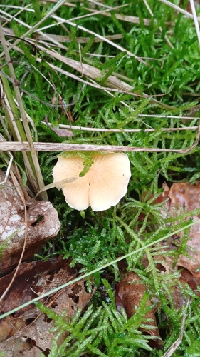 Earthy Powdercap