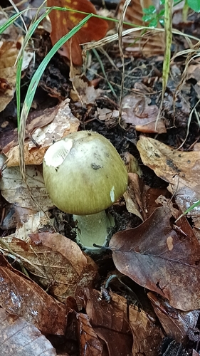 Deathcap