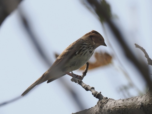 Little Bunting