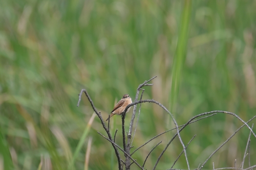 Amur Stonechat