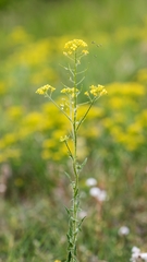 Sisymbrium loeselii