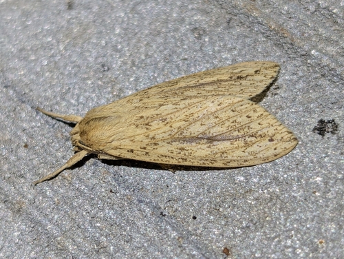 Long-streaked Tussock Moth