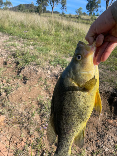 Golden Perch