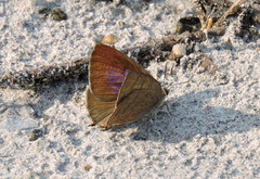 Arhopala atrax