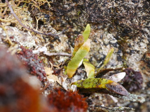 Notogrammitis billardierei observed 2026-09-23