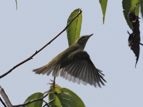 Two-barred Warbler