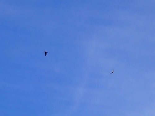 Golden Eagle