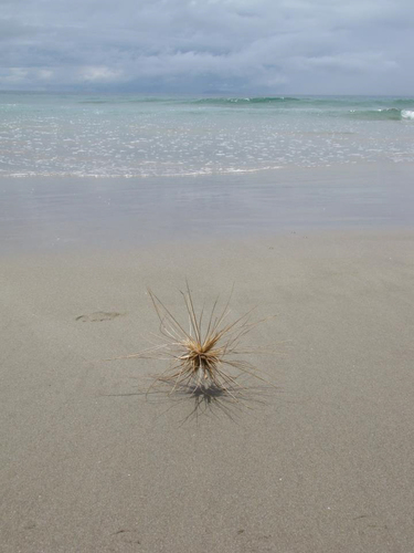 Spinifex sericeus, photograph 1