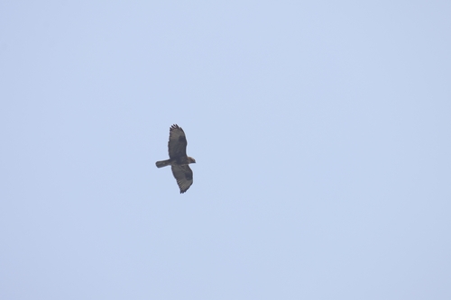 Eastern Buzzard