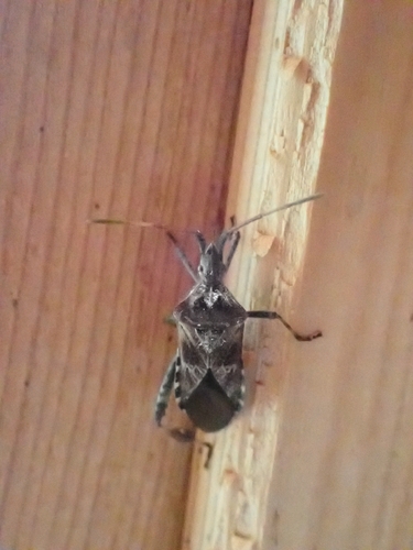Western Conifer Seed Bug