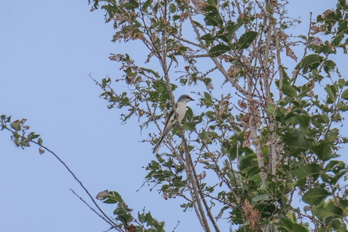 Ashy Minivet