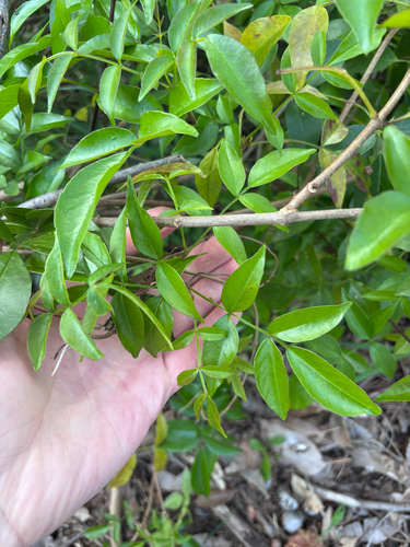 wonga vine